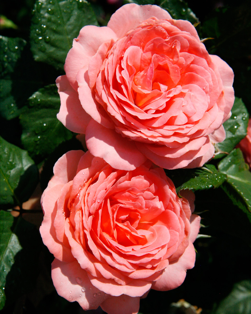 Амелия Ренессанс роза сорта
